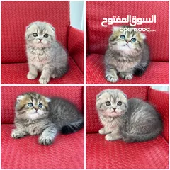  1 ماشاء الله قطط سكوتش فولد احجام ممتازه وصحه كويسه شاهد الوصف كامل