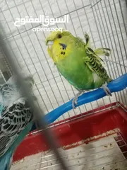  1 جوز (هوقو ياباني) الصلات على النبي الجوز مرتبات