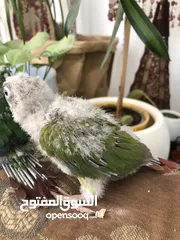  25 فراخ جرين شيك اليفات للزق اليدوي تركواز اناناس يلو سايد اقرأ التفاصيل