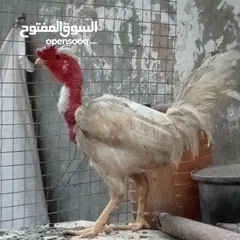  1 دجاج عرب وبشوش مصري
