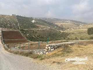  1 قطعة ارض زراعية منطقة ام رمانة قريبة من التنظيم