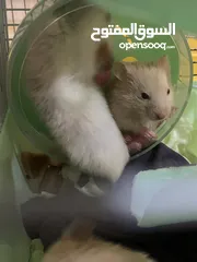  2 hamster mouse
