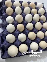  1 بيض بلدي طازج