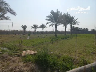  12 مزرعه 5 دونم في بغداد الرضوانيه على شارعين تبليط قرب القطاع الزراعي