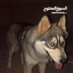  4 كلب هسكي الاسكا بسعر 2000