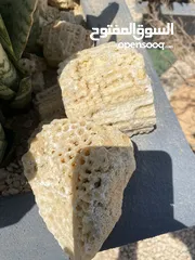  1 حجر مرجان ح