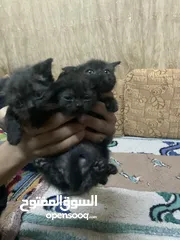  3 قطط للتبني 5نوع هملايه العمر شهر