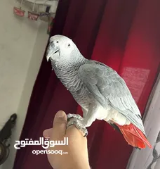  1 كاسكو كلام مفتوح البيع عل سمع