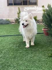  3 كلاب سامويد للبيع