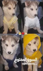  1 جرو هاسكي  للتبني عمر شهرين ونص مع اغراضه