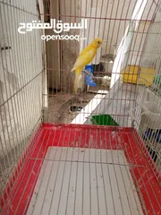  6 طيور كناري للبيع