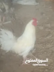  2 دجيوك عرب وابو ركيبة