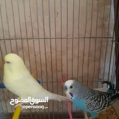  22 طيور حب للبيع سعر الجوز 15دينار مع قفص والمعالفه وبياضاه . طيور حب انجليزي