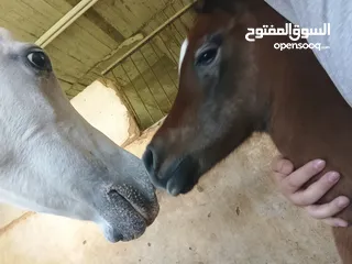  3 مهر عربي اصيل مع اوراق مواليد شهر 4/2025