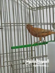  1 كنارات  وجواز حب شغالات  للبيع