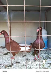  1 جوز مسويد سلافر