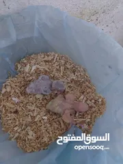  2 فراخ روز طفرات مميزة للزق اليدوي أقرا التفاصيل/ كوكتيل حب جرين شيك اليف جوز فحل طيرة فرخ هدد زق يدوي
