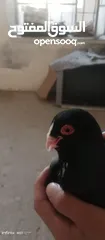  4 جوز مسويد للبيع