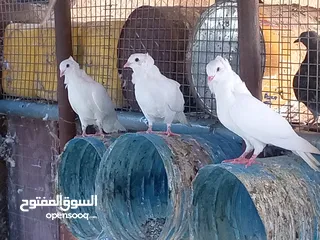  3 حمام نمساَوي كبار عدد 4 وعدد 3 صغار وعدد 2 شمسي وليف