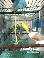  1 ثلاث عصافير حب اليفات جدا وصوت جميل بألوان جميلة مع قفص واسع