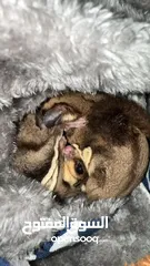  1 Sugar glider male and female playful and peacful