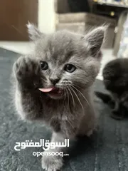  6 كيتن "قطط" سكوتش فولد وسكوتش ستريت وهميلايا للبيع