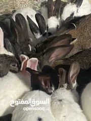  15 أرانب بصحة فوق الممتازه و مأكل ومشرب من افضل ما يكون مختلفة الأنواع و الأحجام والأعمار للبيع حصرا