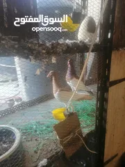  11 جوزين يهودي جوز اصفر وجوز احمر على صفره