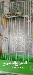  6 كوم عصافير كنار