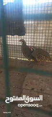 6 حجل للبيع ذكور عدد2 واحد ابيض  واجد بلدي