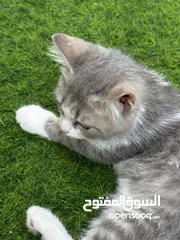  6 قطه الام شيرازيه و الاب برتش في حاله ممتازه