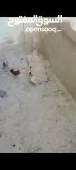  6 جاج بلدي للبيع