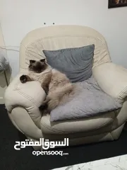  4 هيمالايا بلو بوينت ذكر وأنثى عمر سنه ماخدين جميع المطاعيم وحبة الدود لعوبين جدا مواليد 2024/5/25