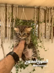  6 كتنز مكس سكوتش ستريت وبريتش فولد للبيع
