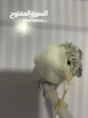  3 طيرة جلوستر ع جهوز شوف الوصف
