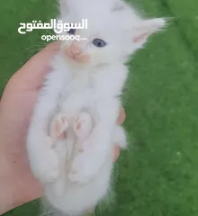  1 هلا من معه قطه ابي قطه بس مجان