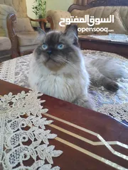  3 قط هملايا شكلت ذكر