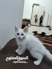  1 قط انثا حلوه لعوبه
