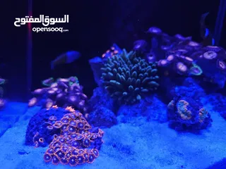  11 سمك ومرجان بحري مع حوض كامل صغير