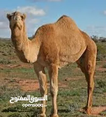  3 لحام متنقل