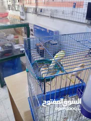  6 جوز كناري منتجات جزري و اصفر
