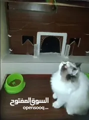  4 بسم الله ما شاء الله انثى راغدول مميزه ونضيفه حامل