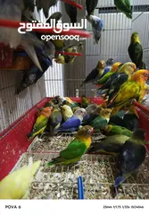  7 فشرات طفرات بلديه كلهم منتجين الفيديو بشرح كلشي