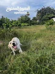  2 للبيع جرو لابلدور عمر 6 اشهر مطعم