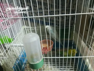  6 طيور حب للبدل او بيع
