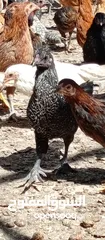  14 صوص بلدي للبيع