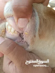  13 بلدي نفس الصور بالضبط عقائق ومناسبات ونذر اوزان 20 ل30 لحم صافي