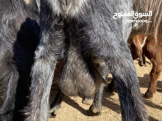  2 معز حليب كفاله شكل وقطعه ما شاءالله