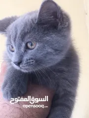  6 Scottish fold and Scottish streat