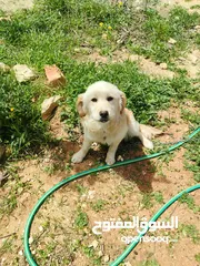  2 كبل كوكر اسباني مبندق على جولدين للتبديل مع بيتبول